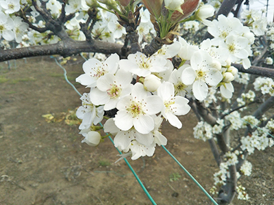 梨の花 